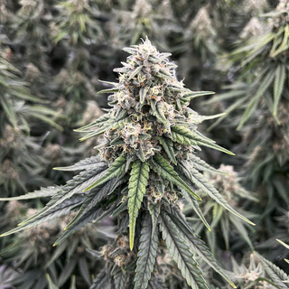 Cannabis Promo, Cannabis Sales, Cannabis Discounts, Cannabis on Sale, GTI 20% 3