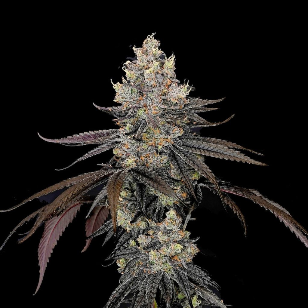 Caribbean Breeze