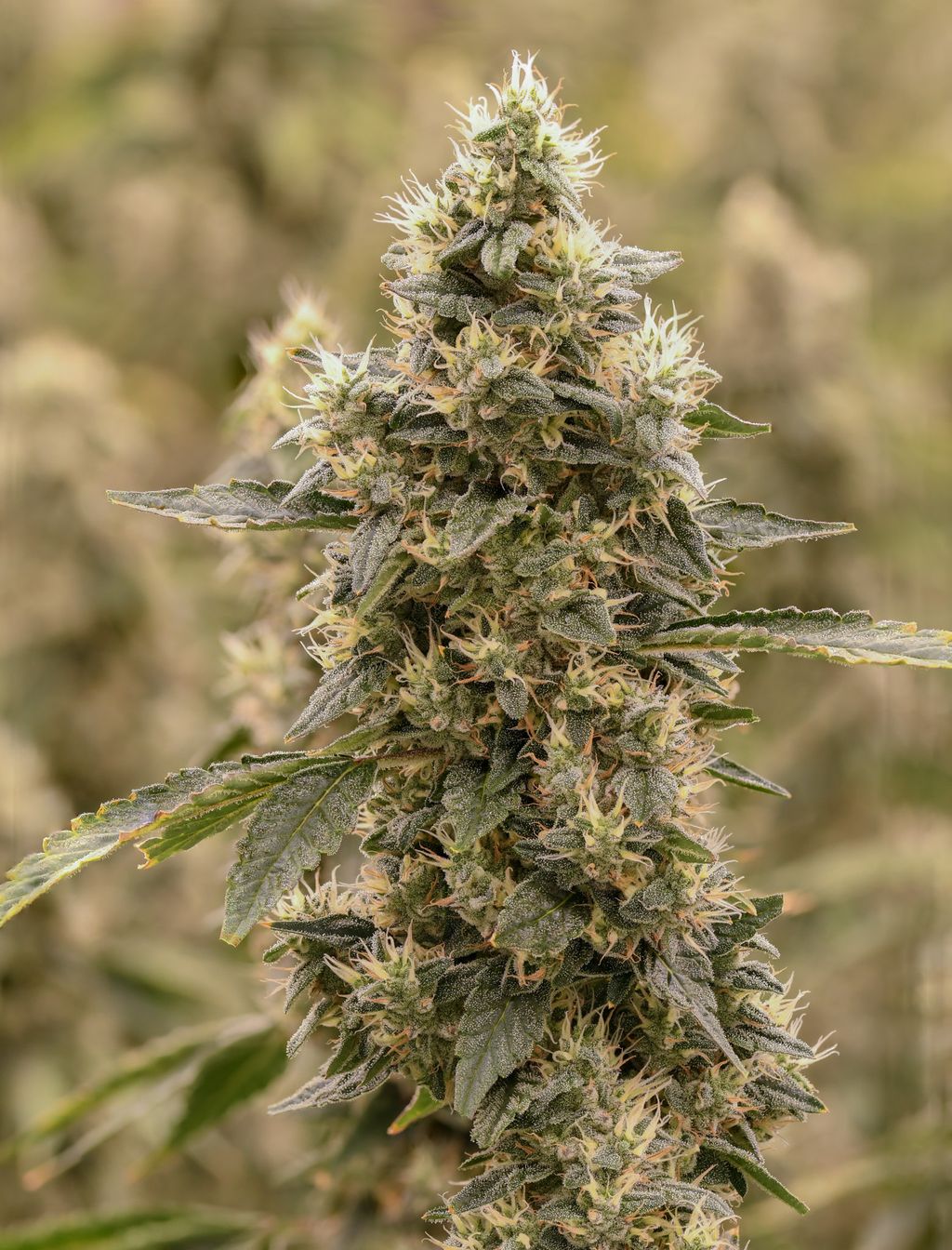 Secret Skunk
