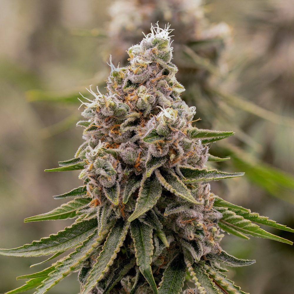 Sol-Canna Shady Boof Smalls 7g