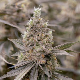 Cannabis Promo, Cannabis Sales, Cannabis Discounts, Cannabis on Sale, 25% off Sol-Canna 2