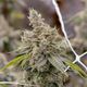 GG4 Sol-Canna GG4 Sol-Canna