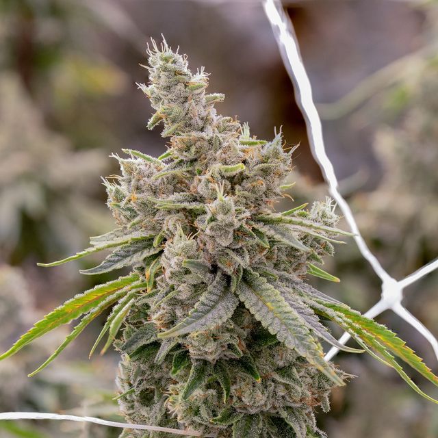 GG4 Sol-Canna GG4 Sol-Canna