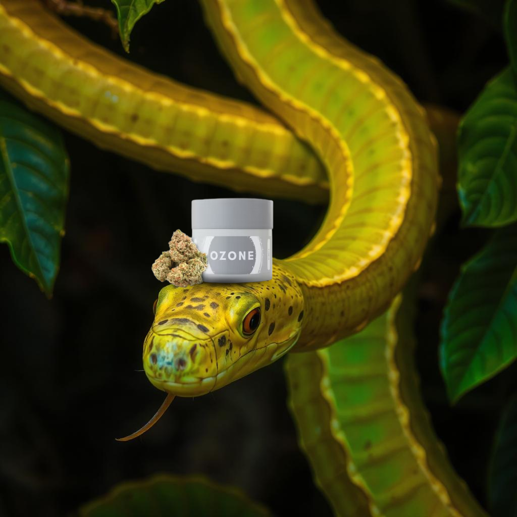 Bananaconda #6