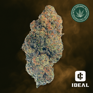 Runtz x Double Banana Fuel  Ideal Cannabis