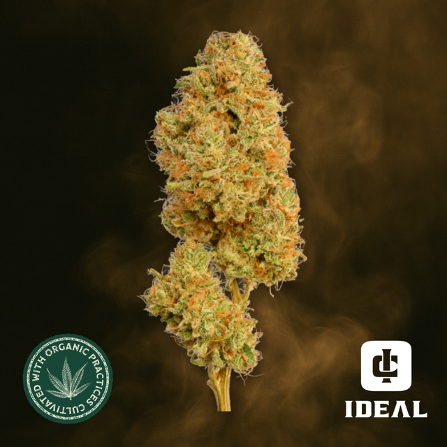 Emerald Apricot Ideal Cannabis