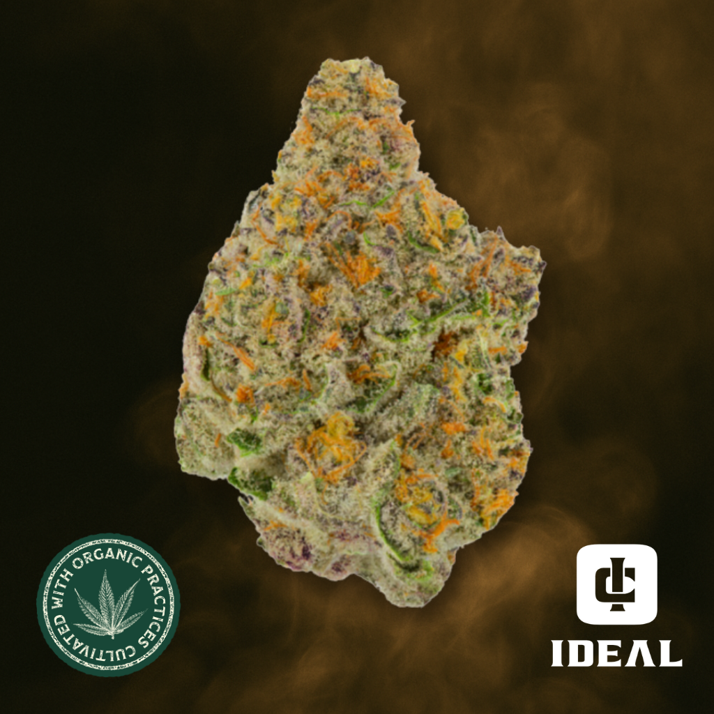 Gelato 33 x Queen of the South