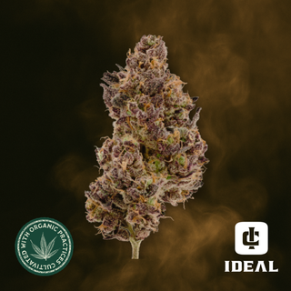 Hash Burger Ideal Cannabis