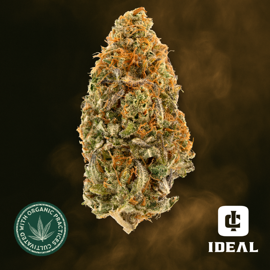 Peach Paya Chem Z