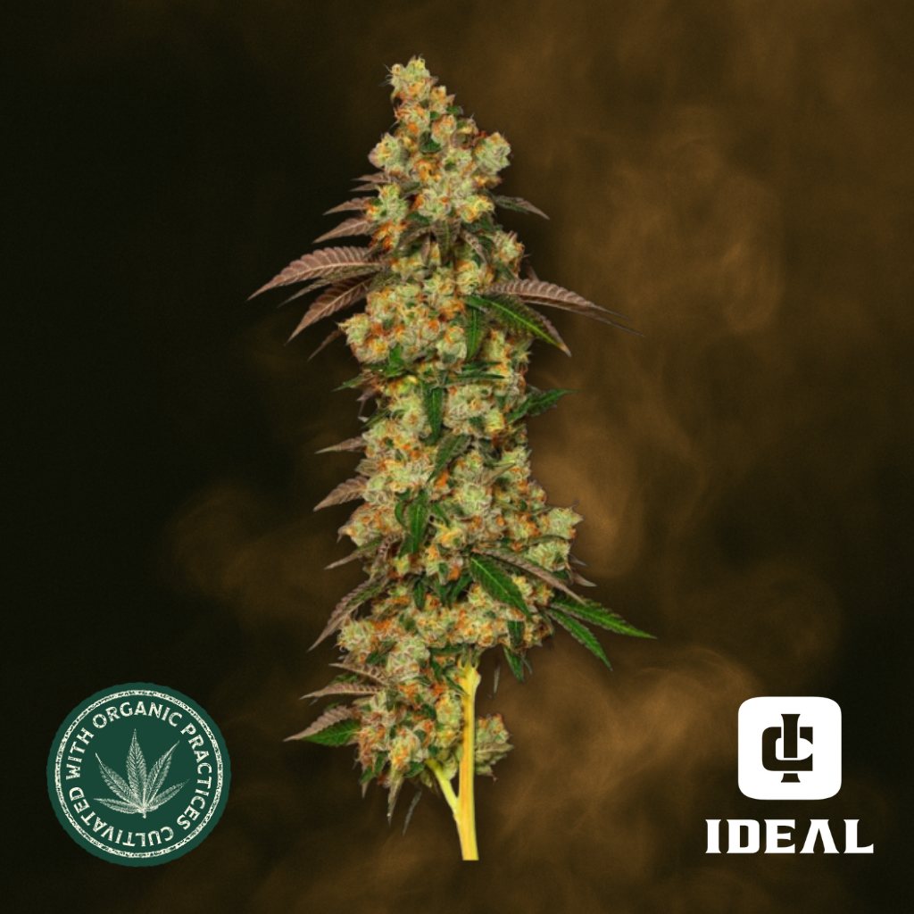 Swiss Watch x Double Banana Fuel