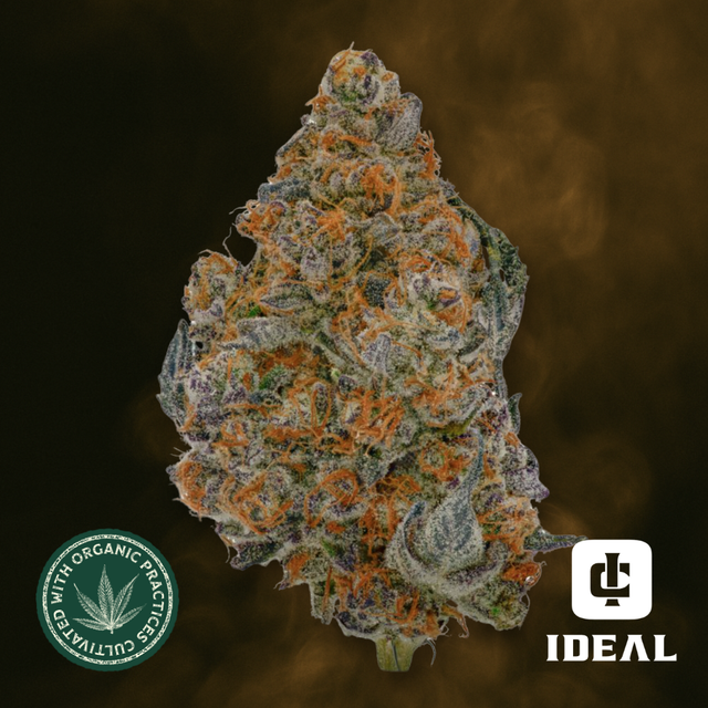 Tropicana Punch #2 Ideal Cannabis