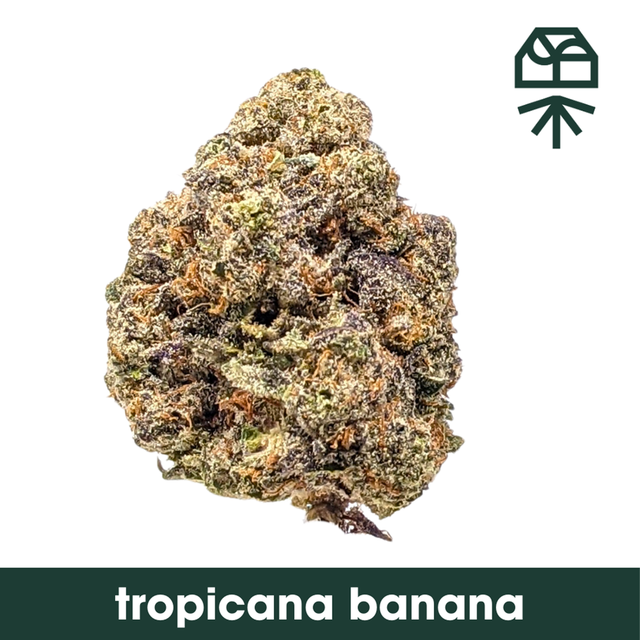 Tropicana Banana Grassroots Tropicana Banana Grassroots