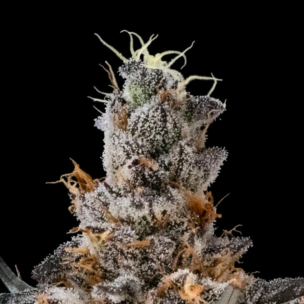 FloraCal™ — FloraCal Flower 3.5g Hybrid Smack Burger - 3.5g