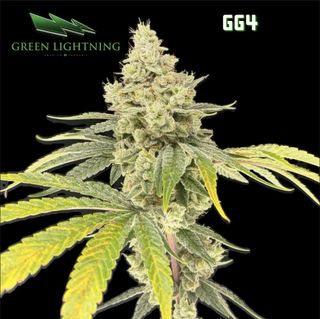 GG4 Green Lightning