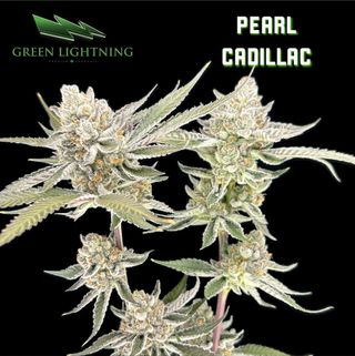 Cannabis Promo, Cannabis Sales, Cannabis Discounts, Cannabis on Sale, 25% Off All Green Lightning Products 3