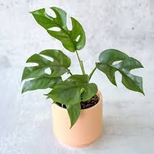 Rhaphidophora Tetrasperma Eds Plant Shop