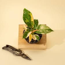 Philodendron 'Copper Flame' Eds Plant Shop