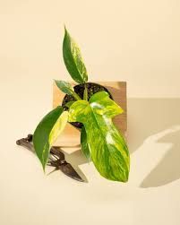 Philodendron Florida Beauty 'Sunrise' 4" Eds Plant Shop