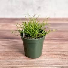   Rhipsalis burchellii - Mistletoe Cactus Eds Plant Shop