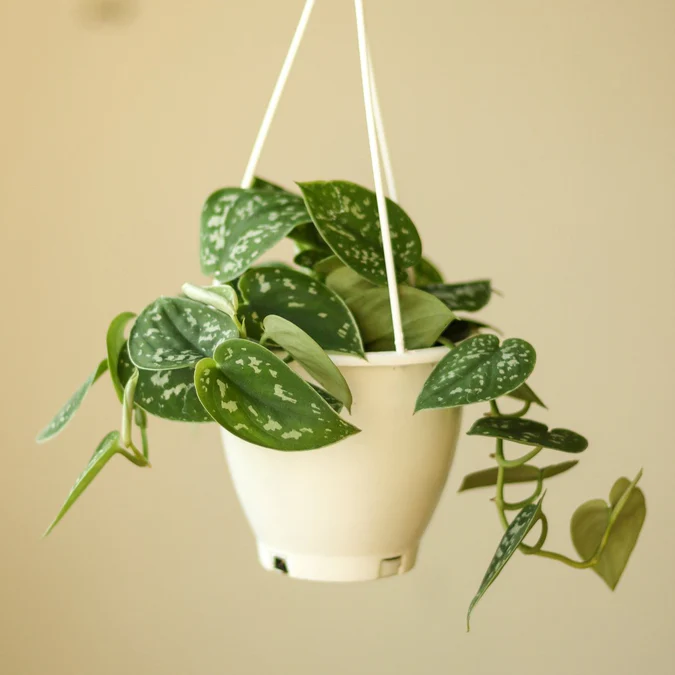 Scindapsus Pictus Argyraeus 'Satin Pothos' Eds Plant Shop