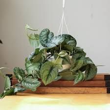 Scindapsus Pictus Exotica  Eds Plant Shop