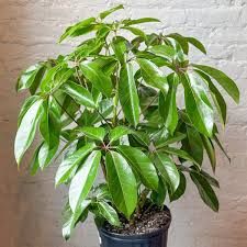 Schefflera amate - Umbrella Tree Eds Plant Shop