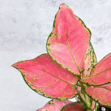 Aglaonema Pink Lady Valentine Hybrid Eds Plant Shop