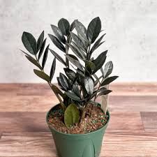 Raven ZZ Plant Eds Plant Shop