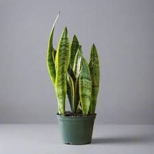 Sansevieria trifasciata ‘Laurentii’ Eds Plant Shop