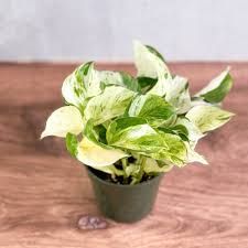Epipremnum aureum ‘Manjula’ Pothos Eds Plant Shop