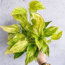 Epipremnum Aureum 'Neon Queen' Pothos Eds Plant Shop