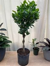 Ficus Moclame Standard Eds Plant Shop