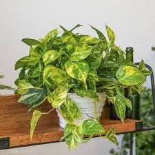 Epipremnum Aureum 'Golden Pothos'  Eds Plant Shop