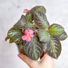 Episcia ‘Pink Panther’ Eds Plant Shop
