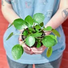 Pilea Peperomioides 'Friendship Plant' Eds Plant Shop