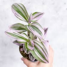 Tradescantia Bubblegum / Lilac 'Nanouk' Eds Plant Shop