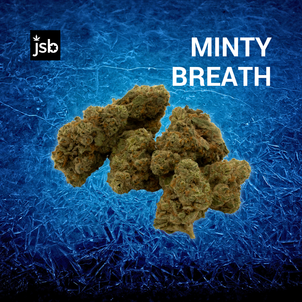 Buy Minty Breath 3.5g Whole Buds online - The Social Leaf Toms