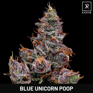 Cannabis Promo, Cannabis Sales, Cannabis Discounts, Cannabis on Sale, 25% Off Bloom/Blaze/Kaviar 1