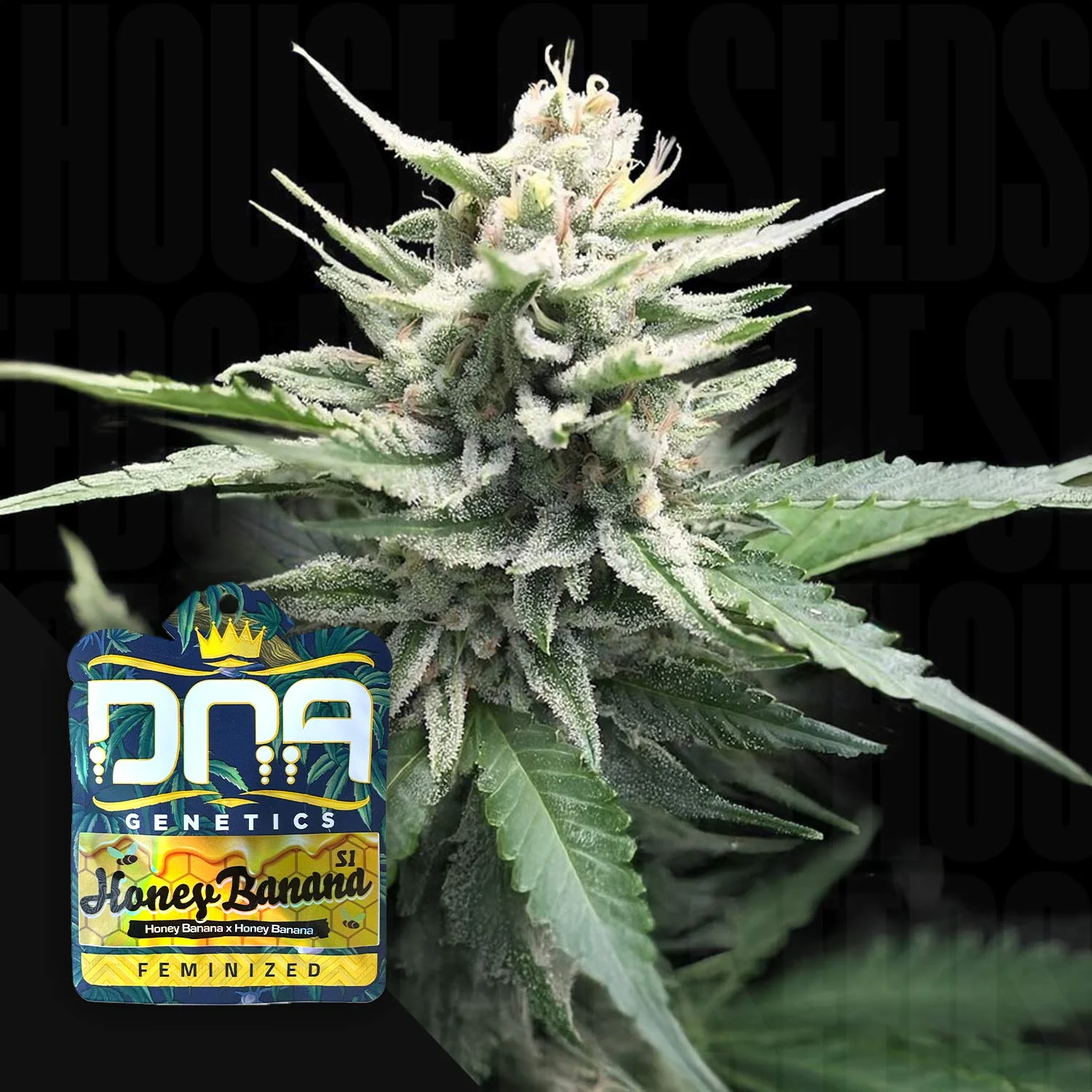 Dna Genetics Honey Banana S1 #1 Premium Full Buds 3.5g
