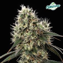 Tropsanto CTPharma Tropsanto CTPharma