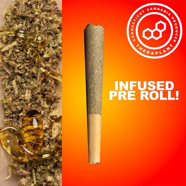Colorado Haze Theraplant