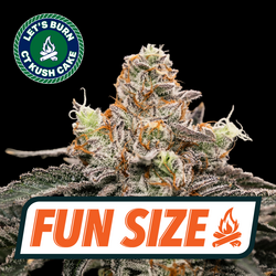 CT Kush Cake