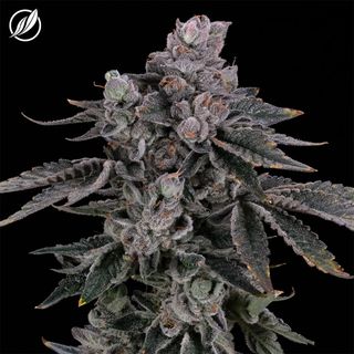 Dosilato CTPharma