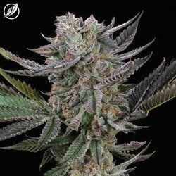 GMO Purps CTPharma