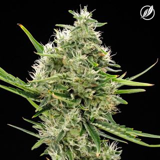 Hazy Fields CTPharma