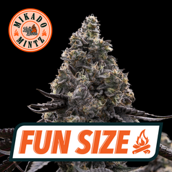 Cannabis Promo, Cannabis Sales, Cannabis Discounts, Cannabis on Sale, 30% Off Let's Burn and Daily! 3