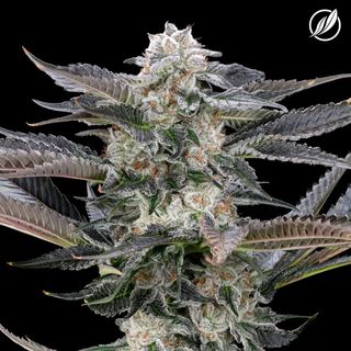 Modified Haze CTPharma