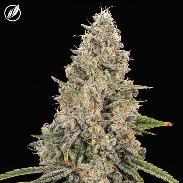 Seattle Sour Kush CTPharma