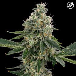 Scout Breath CTPharma