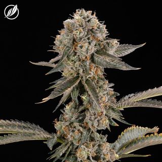 Sunny Stomper CTPharma